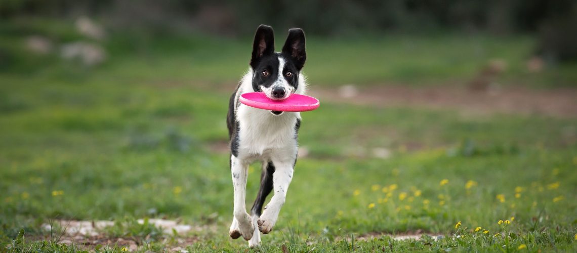 Playing frisbee